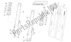 forcella anteriore ii