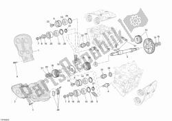 cinghia di distribuzione