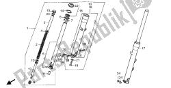 forcella anteriore