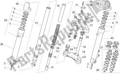 forcella anteriore ii