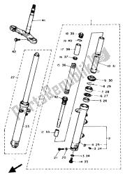 forcella anteriore